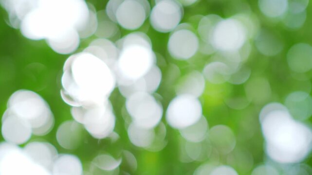 Green nature background, blur bokeh soft sunlight spring forest summer backdrop, beautiful foliage natural glowing spa aroma wallpaper leaf abstract effect beauty blurred