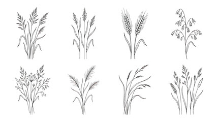 Hand drawn cereal grain sketches, set of 8 botanical wheat and barley icons, vintage line art of agricultural crops and wild grasses © Rafay