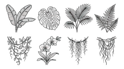 Tropical leaf line art collection, 8 black and white jungle plant vectors, monstera and palm leaf illustrations, botanical orchid and fern sketches © Rafay