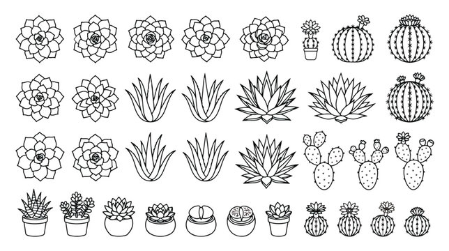 Minimalist succulent line art collection, 31 black and white cactus vector icons, botanical desert plant illustrations for coloring and logo design