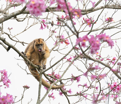 Mono aullador o caray&aacute; comiendo flores