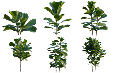 Obraz premium Set of Ficus pandurata tree, elevation, front view, cutout, transparent background, isolate, Six Fiddle Leaf Fig Plant Stems with Green Leaves - Isolated on Black Background