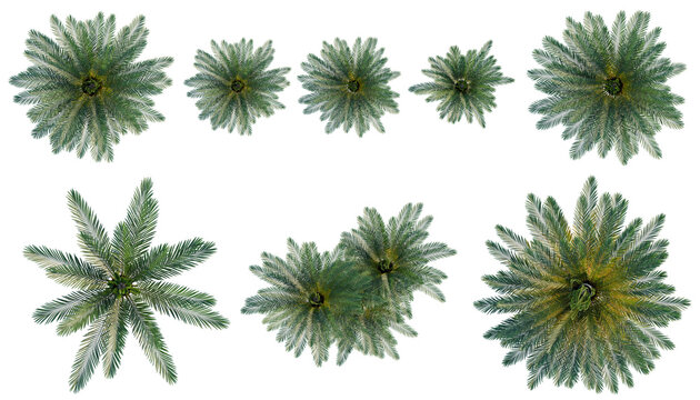 Set of  Cycas revoluta tree plan, top view, cutout, transparent background, isolate, Collection of stylized pine tree crowns viewed from above, digital illustration for game assets.