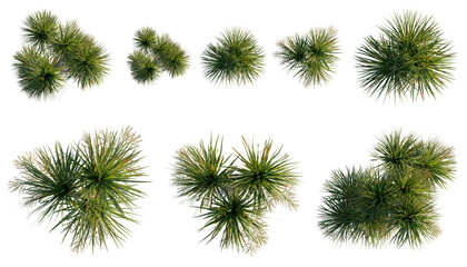 Set of  Dracaena cochinchinensis tree plan, top view, cutout, transparent background, isolate, Collection of Yucca Plants - A Variety of Sizes and Forms for Design Use © KP Stock