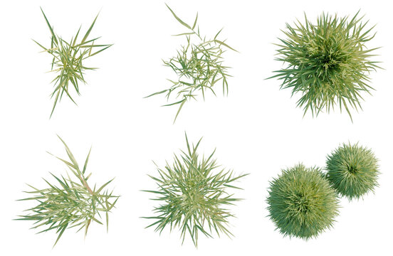 Set of  Hakonechloa macra tree plan, top view, cutout, transparent background, isolate, Stylized Spiky Green Plants - A Unique Collection for Graphic Design & Visual Projects