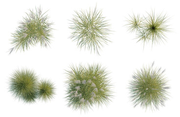 Obraz premium Set of Miscanthus sinensis tree plan, top view, cutout, transparent background, isolate, Collection of ornamental grass bushes - ideal for landscape design and garden decoration