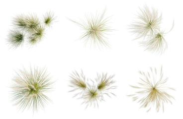 Obraz premium Set of Nassella tenuissima tree plan, top view, cutout, transparent background, isolate, Collection of Grass Textures for 3D Renderings & Game Development - Various Styles Included