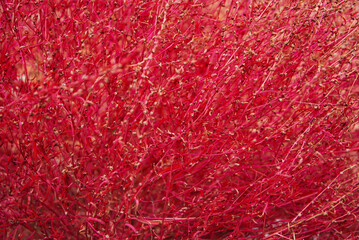 Fototapeta premium Close-up of Red Kochia (Broom Grass, Kochia Scoparia) Growing in Taiyuan, Shanxi