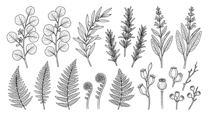 Vintage botanical line art collection, hand drawn herbal leaves and fern fronds vector set, black and white floral sketches for wedding invitations © Tayba