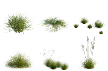 Obraz premium Set of Festuca glauca tree, elevation, front view, cutout, transparent background, isolate, Variety of ornamental grasses - green foliage collection for landscape design and botanical illustration