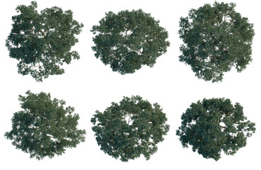 Fototapeta premium Set of Cyclobalanopsis glauca tree plan, top view, cutout, transparent background, isolate, Six lush green trees aerial view, detailed foliage for landscape design and environmental visualizations.