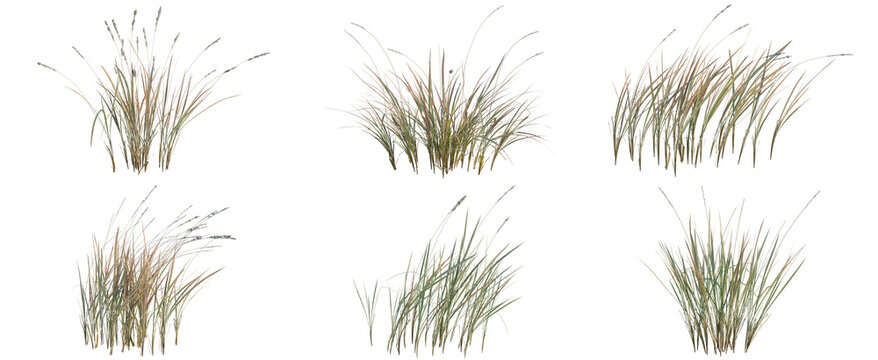 Set of Imperata cylindrica tree, elevation, front view, cutout, transparent background, isolate, Three different types of ornamental grass tufts for landscaping design and decoration.