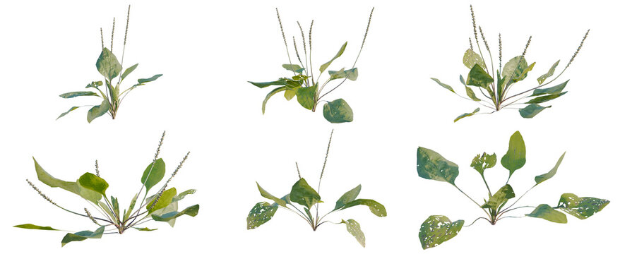 Set of Plantago asiatica tree, elevation, front view, cutout, transparent background, isolate, Watercolor illustration of three herbaceous plants with grassy stems and green foliage, botanical art.