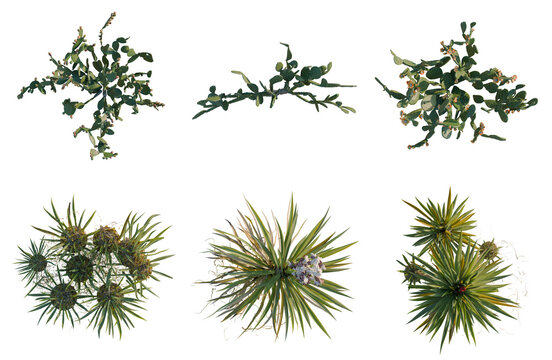 Set of  Cobaea scandens tree plan, top view, cutout, transparent background, isolate, Collection of various desert shrubbery with berries - perfect for game development assets.