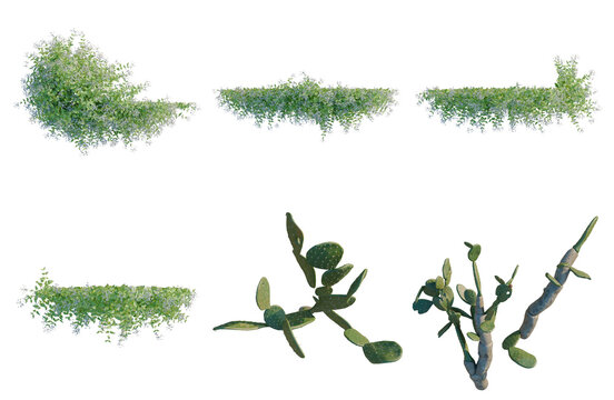 Set of  Clematis paniculata tree plan, top view, cutout, transparent background, isolate, Assorted Green Bush Elements - Diverse Foliage for Game Design & Landscape Visualization
