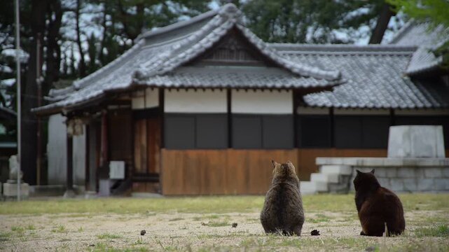 豊玉依姫神社で仲良く寄り添う黒猫とキジトラ猫 （香川県高松市, 2026年4月）