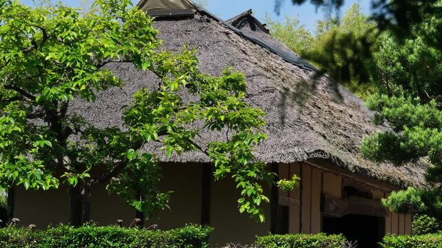 茅葺屋根と柿の木