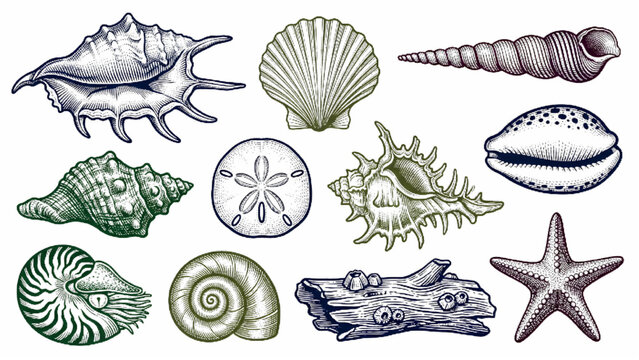 Collection of Hand Drawn Sea Shells and Marine Life Illustration Set