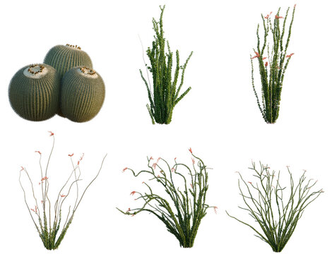 Set of Campsis radicans tree, elevation, front view, cutout, transparent background, isolate, Desert Cacti Collection - Various Types of Desert Plants for Landscape Design & Illustration