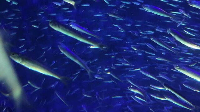 A large school of small silver fish swimming together in unison in deep blue water, underwater abstract background.