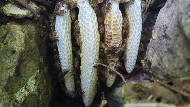 Wild honey bees constructing a natural beehive hidden inside stone cracks