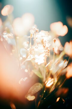 Dreamy Close Up White Wildflowers Bokeh Orange Teal Background