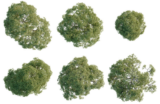 Set of  Celtis australis tree plan, top view, cutout, transparent background, isolate, Detailed aerial view of six lush green trees with intricate foliage