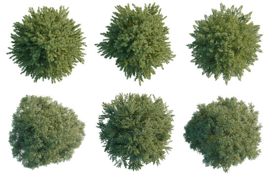 Set of  Fagus sylvatica tree plan, top view, cutout, transparent background, isolate, Collection of lush green shrubs - perfect for landscaping design and outdoor scenes.