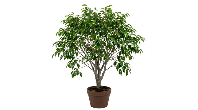 Ficus Benjamina Weeping Fig Houseplant Indoor Decor