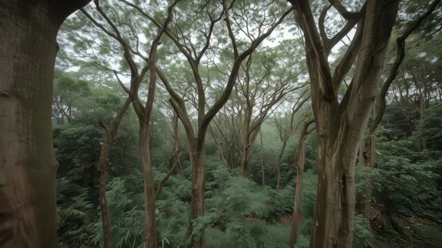 Lush tropical forest canopy with tall tree trunks, misty serene tropical forest atmosphere