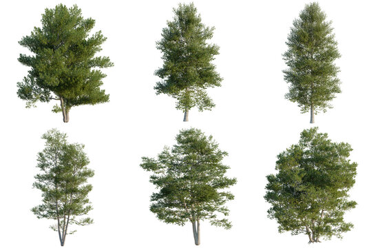 Set of Alnus glutinosa tree, elevation, front view, cutout, transparent background, isolate, Collection of Evergreen Trees - Perfect for Landscape Design and Visualizations