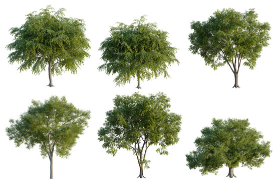 Set of American elm tree, elevation, front view, cutout, transparent background, isolate, Collection of Lush Green Trees with Alpha Channel - Perfect for Landscape Design & Visuals