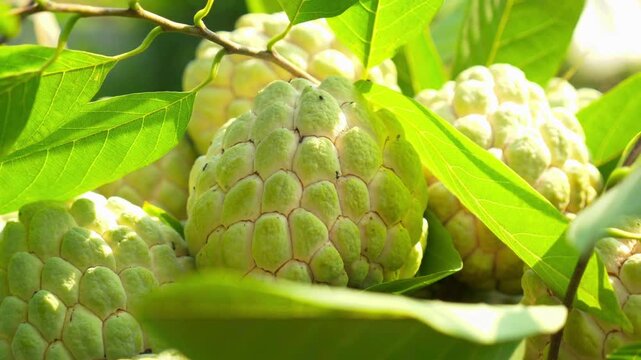 Fresh ripe sugar apple fruits on the tree branch
