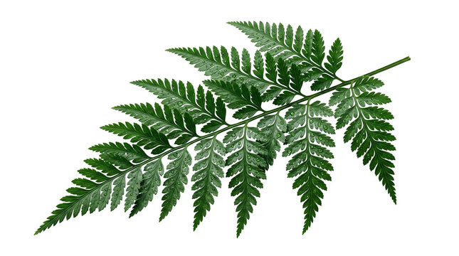 Vibrant green fern leaf with detailed fronds, fresh forest botanical foliage, organic tropical plant branch for nature design and wellness branding isolated PNG with Transparent Background