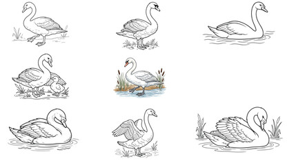 Swan vector illustration set. Collection of elegant line art and colored white swan characters in various poses—swimming, walking, flapping wings, and a mother with a cygnet baby. Isolated. © idrus