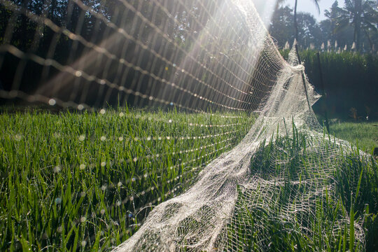 morning sun flare shining through a protective bird netting over a lush green rice field with sparkling dew