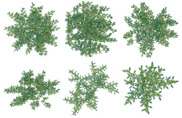 Fototapeta premium Set of Aizoon canariense tree plan, top view, cutout, transparent background, isolate, Six different shapes of lush green bushes isolated on transparent background, perfect for game design.