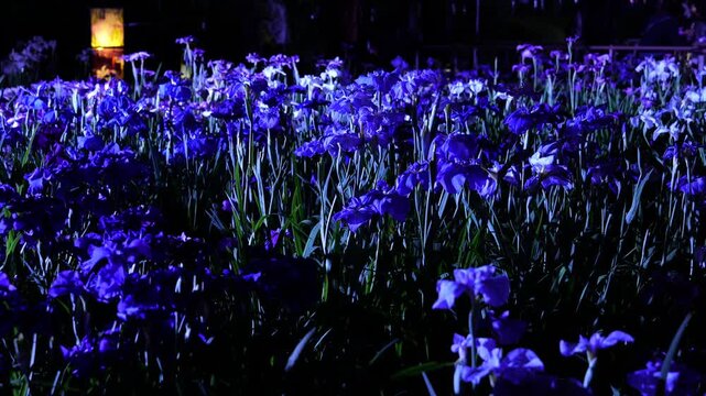 堀切菖蒲園　ライトアップ　2026年6月