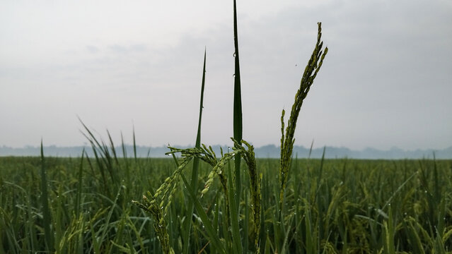 Rice Panicle Stalk Low Angle View Against Misty Paddy Field Landscape Indonesia Farming