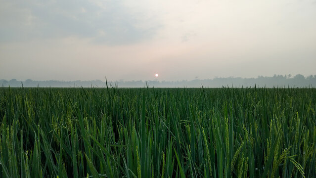 Green Rice Paddy Field at Sunrise with Misty Sky Rural Agriculture Landscape Indonesia