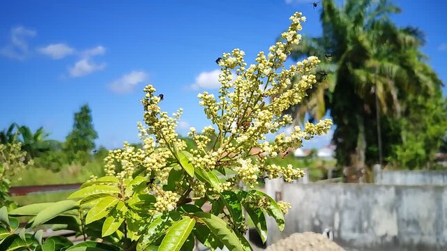 Flowering branch of a tropical longan tree with tiny yellow blossoms under a bright blue sky