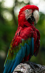 Obraz premium Macaw 