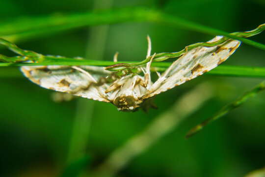 Patterned white moth resting upside down on a vibrant green grass stem in a tranquil natural environment.