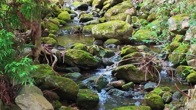 苔むした岩の間を流れる美しい森の清流