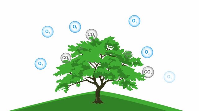 Tree photosynthesis process animation showing carbon dioxide absorption and oxygen Release during daytime environmental cycle