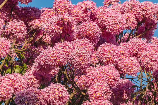Ip&ecirc;-rosa