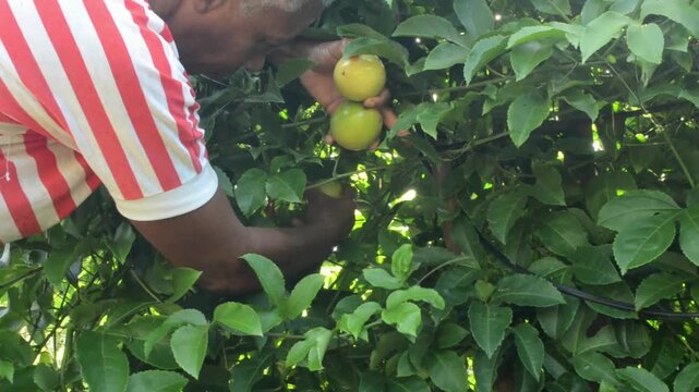 A Woman Harvesting Passion Fruits From A Lush Vine