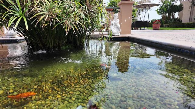 Koi Fish in a pond looking for food from a guest