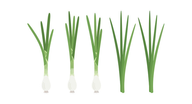 Fresh spring onions with white bulbs and green stalks.