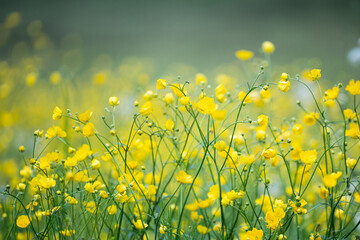 Obraz premium Meadow of blooming Buttercup flowers (Ranunculus acris) perennial noxious weed, highly poisonous wildflowers toxic for humans and livestock, prolific weed fights with forage grasses and grains.